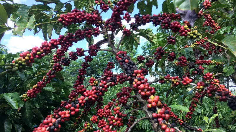 Exigências regulatórias da UE podem embarreirar pequenos cafeicultores