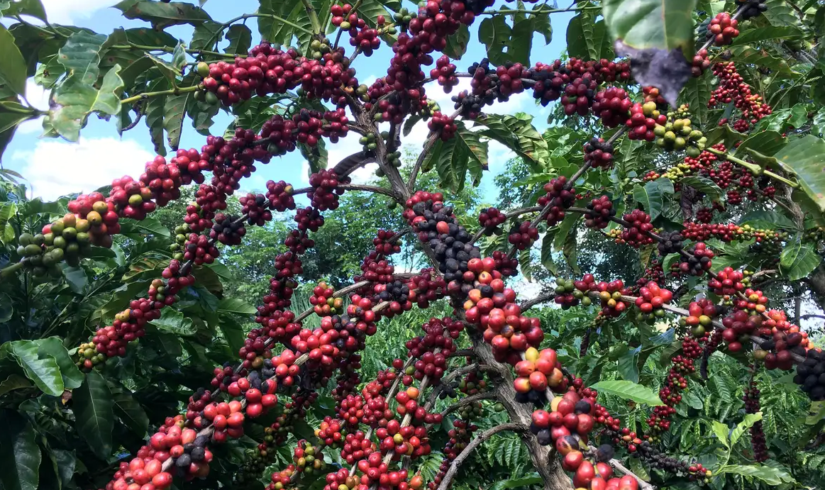 Exigências regulatórias da UE podem embarreirar pequenos cafeicultores