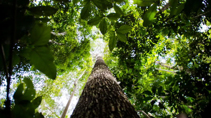 BNDES busca mobilizar até R$ 6 bi para mercado de crédito de carbono