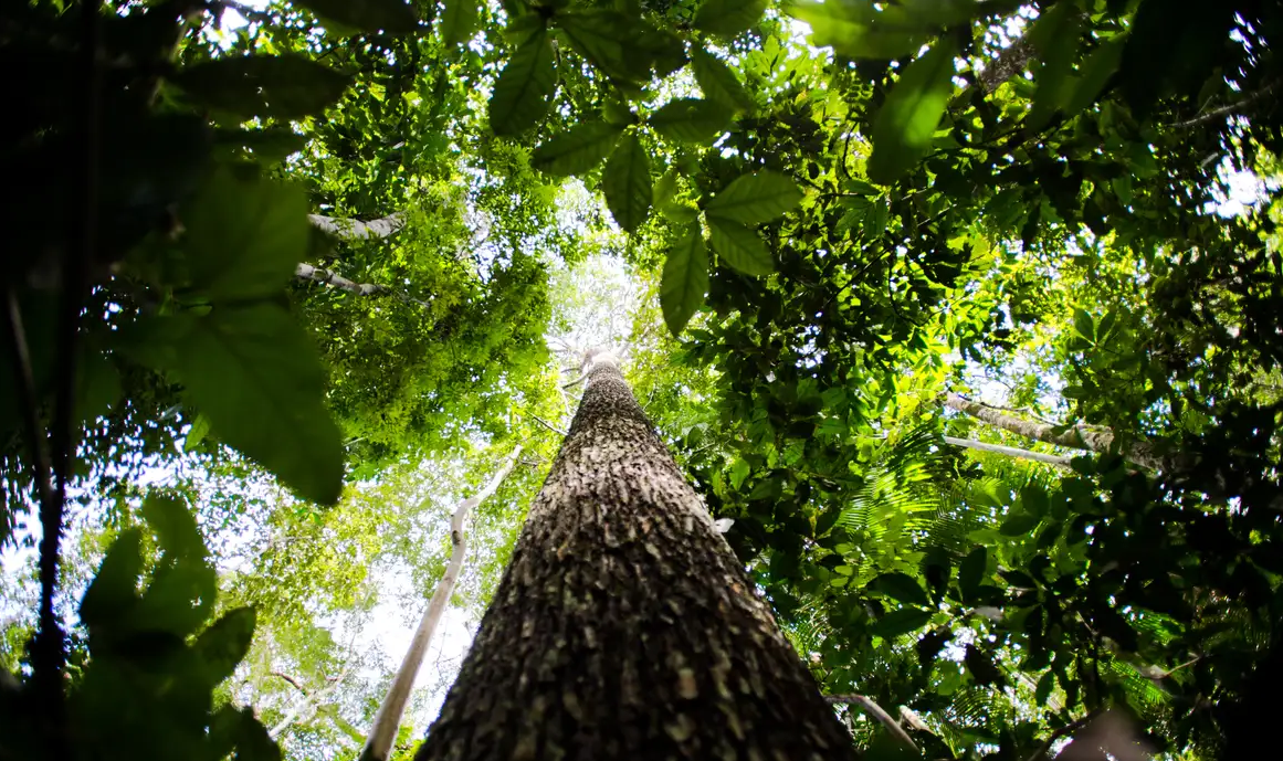 BNDES busca mobilizar até R$ 6 bi para mercado de crédito de carbono
