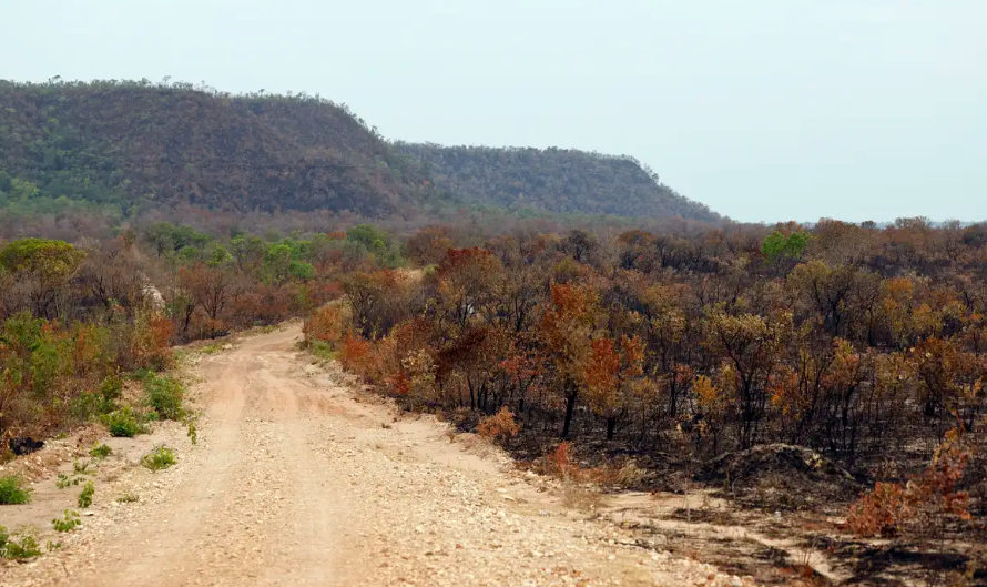 Mapbiomas: menor vegetação nativa expõe mais o país ao El Niño