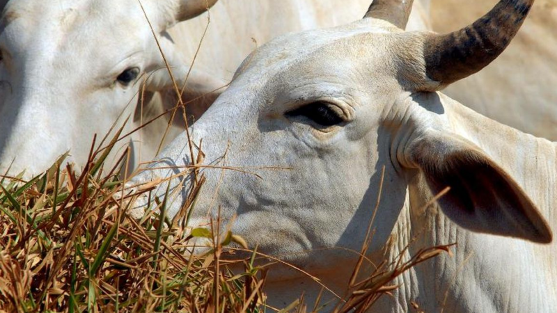 Carne brasileira passa a pagar tarifa de 67% para entrar na China